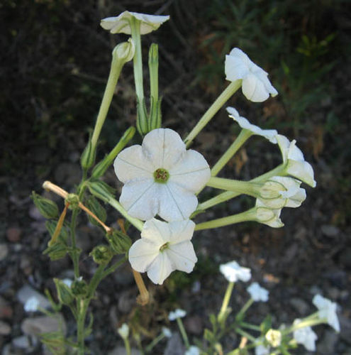 Nicotiana acuminata